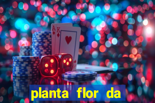 planta flor da fortuna como cuidar