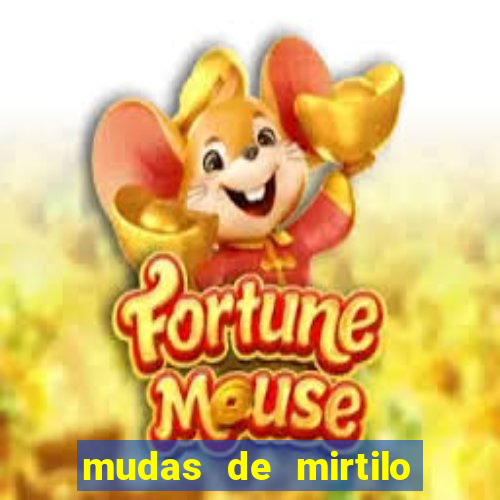 mudas de mirtilo em porto alegre