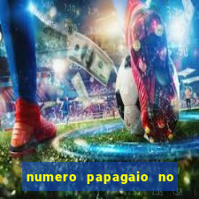 numero papagaio no jogo do bicho