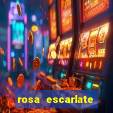 rosa escarlate ragnarok quest