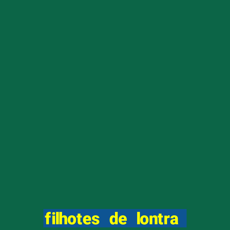 filhotes de lontra para vender