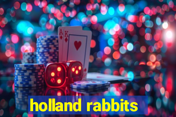 holland rabbits