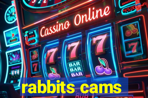 rabbits cams