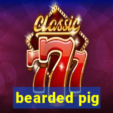 bearded pig