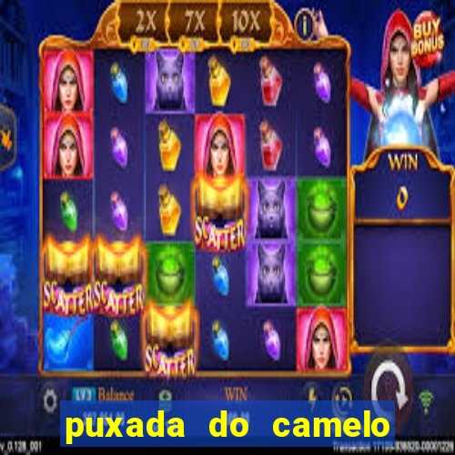 puxada do camelo no jogo do bicho