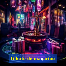 filhote de maçarico