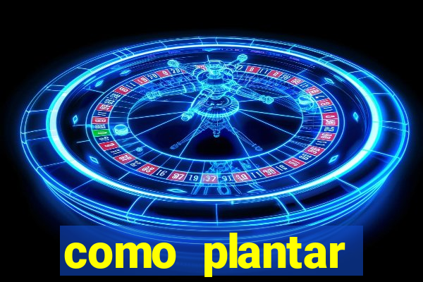 como plantar gergelim no vaso