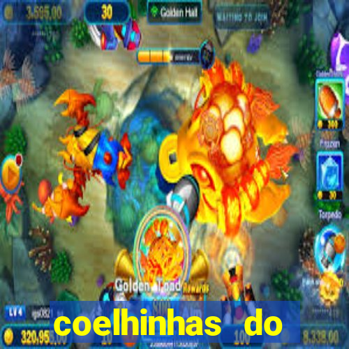 coelhinhas do brasil recife