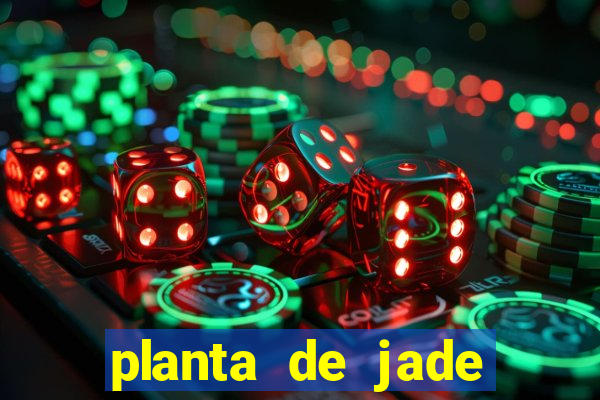 planta de jade significado espiritual