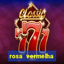 rosa vermelha (letra e cifra)