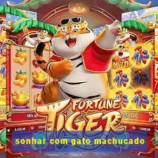 sonhar com gato machucado